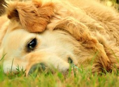  Animaux Chipie Golden retriever