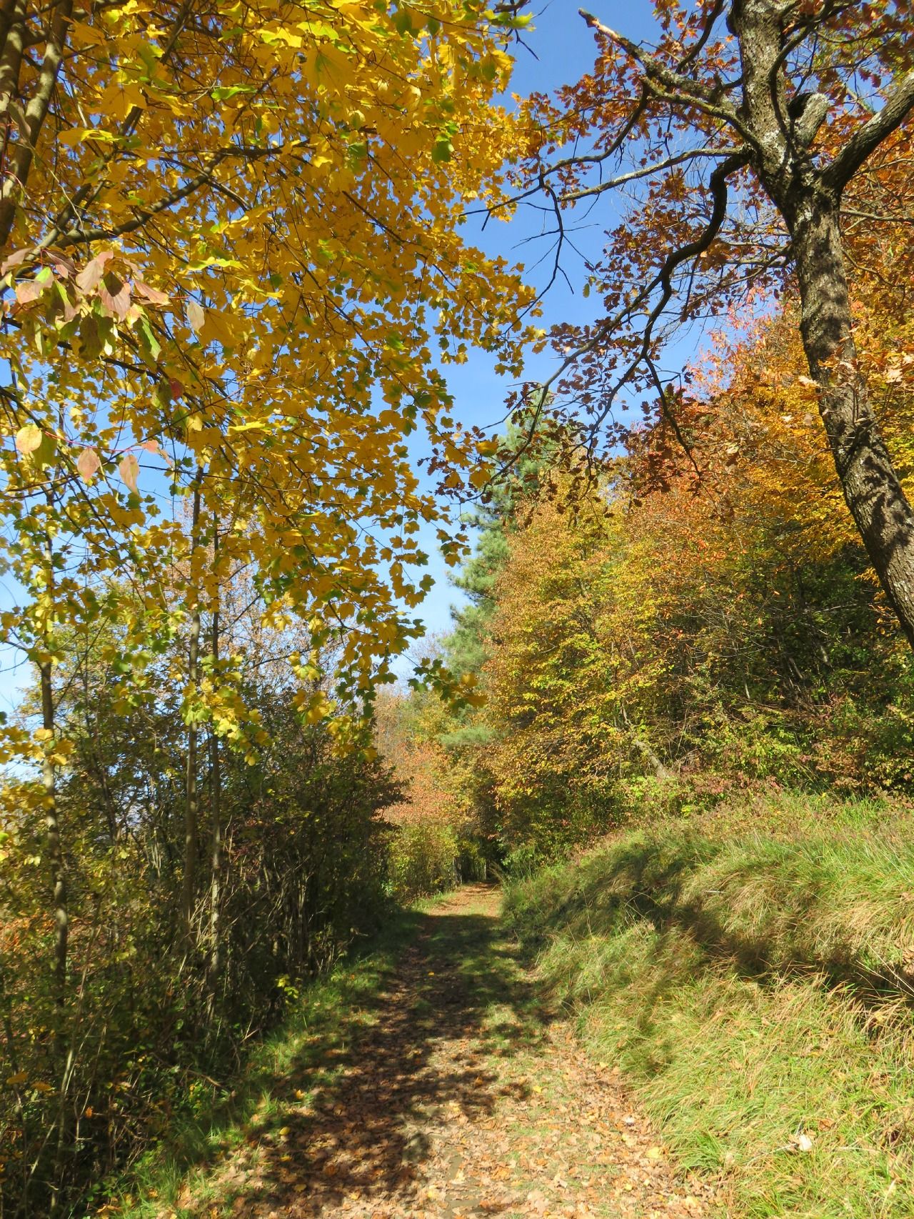 Fonds d'cran Nature Saisons - Automne 