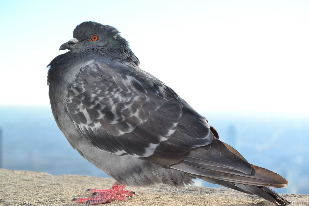 Fonds d'cran Animaux Oiseaux - Pigeons et Tourterelles 