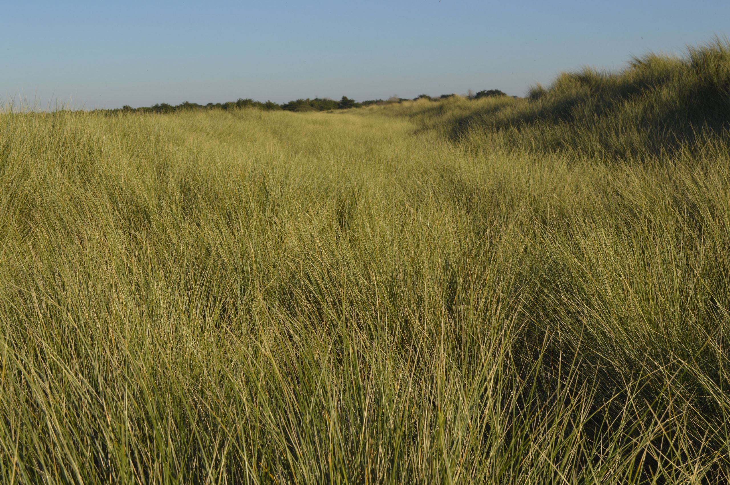 Fonds d'cran Nature Champs - Prairies Landes Bretonne