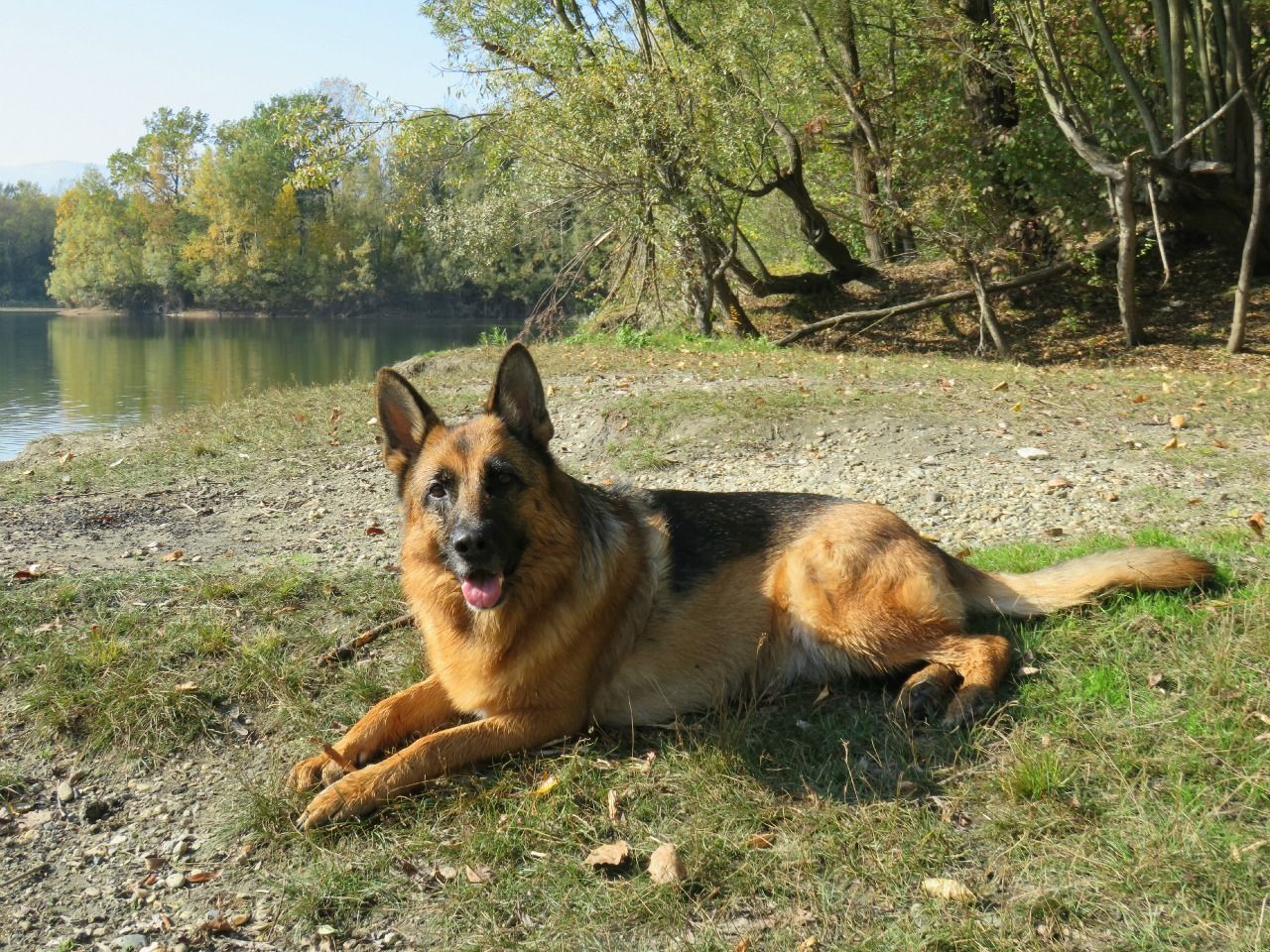 Fonds d'cran Animaux Chiens 