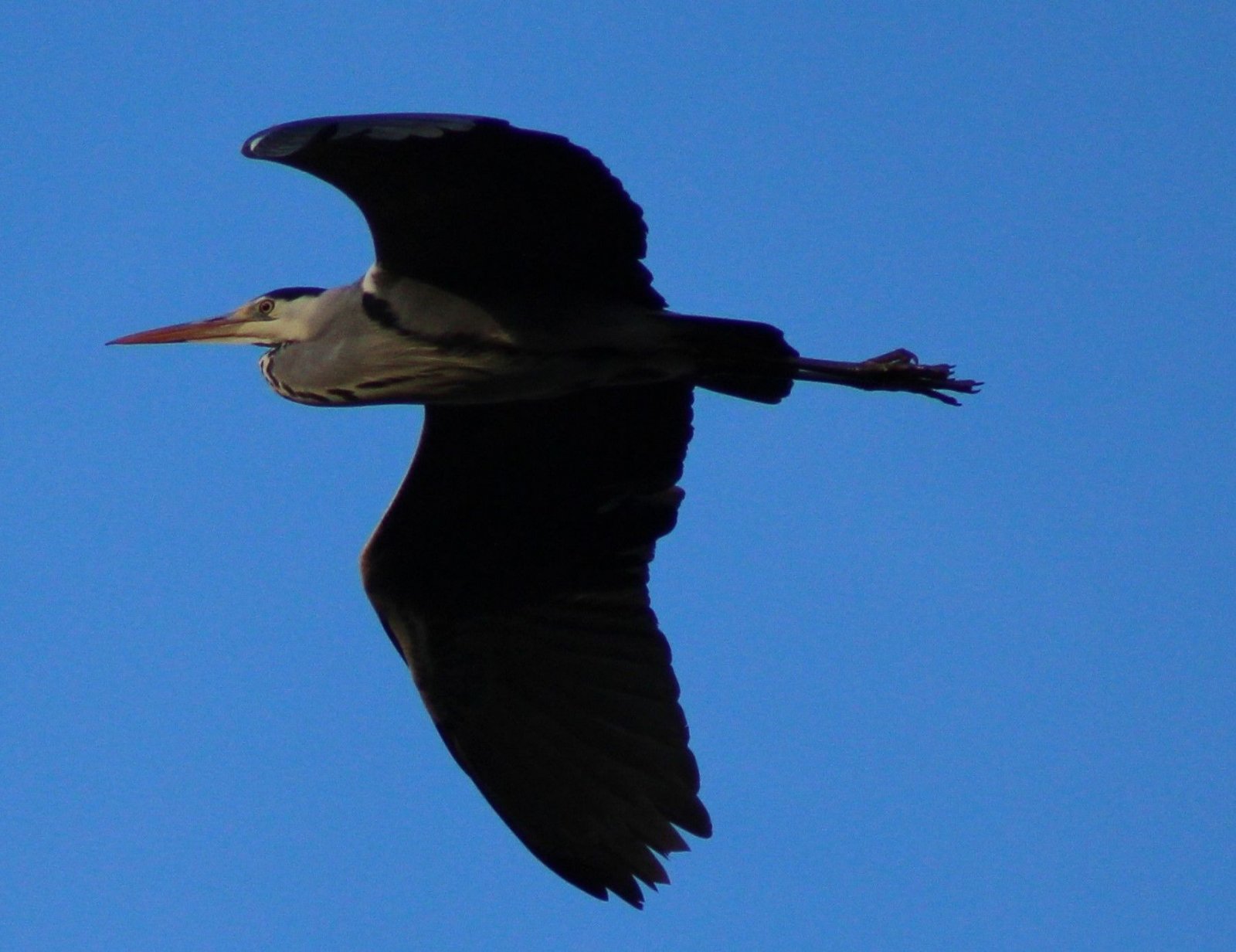 Wallpapers Animals Birds - Herons 