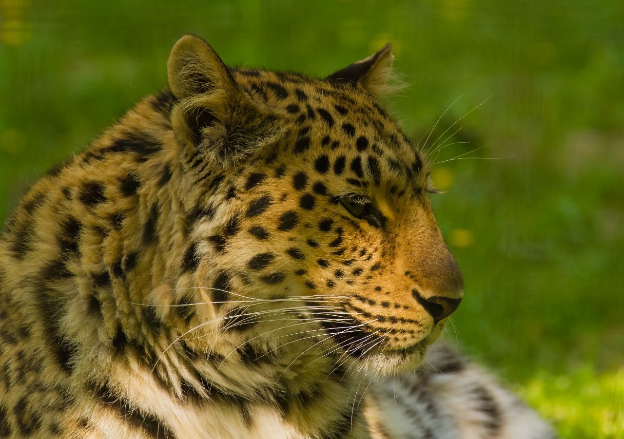 Fonds d'cran Animaux Flins - Lopards 