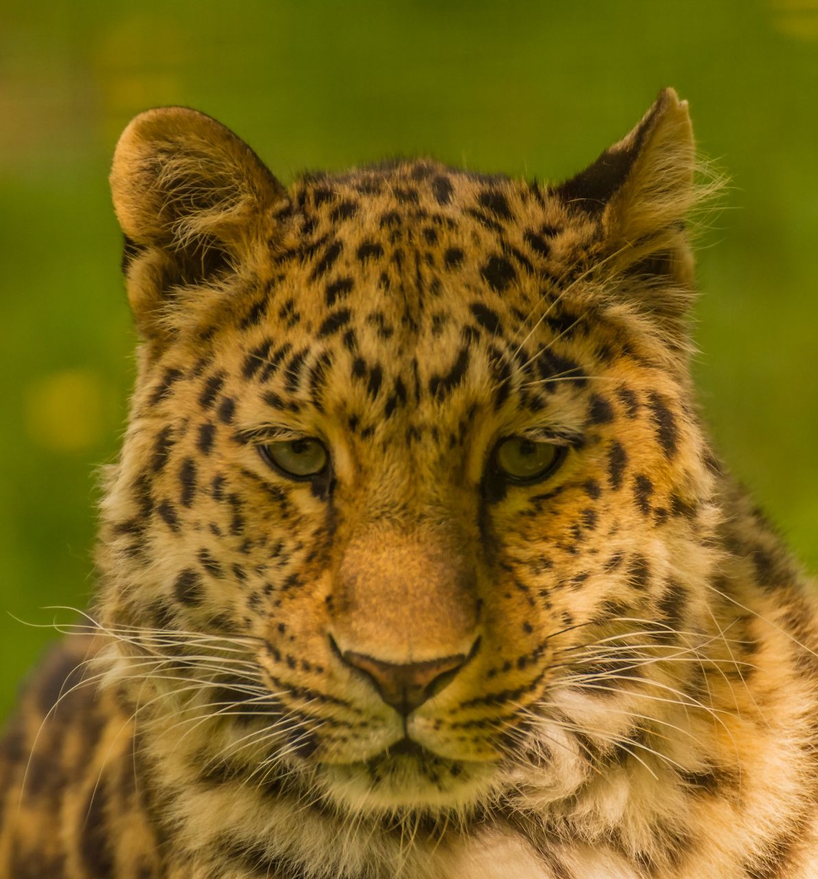 Fonds d'cran Animaux Flins - Lopards 