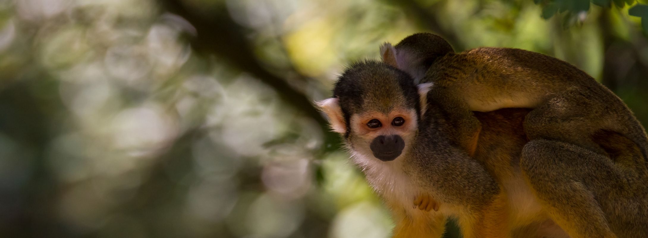 Fonds d'cran Animaux Singes 