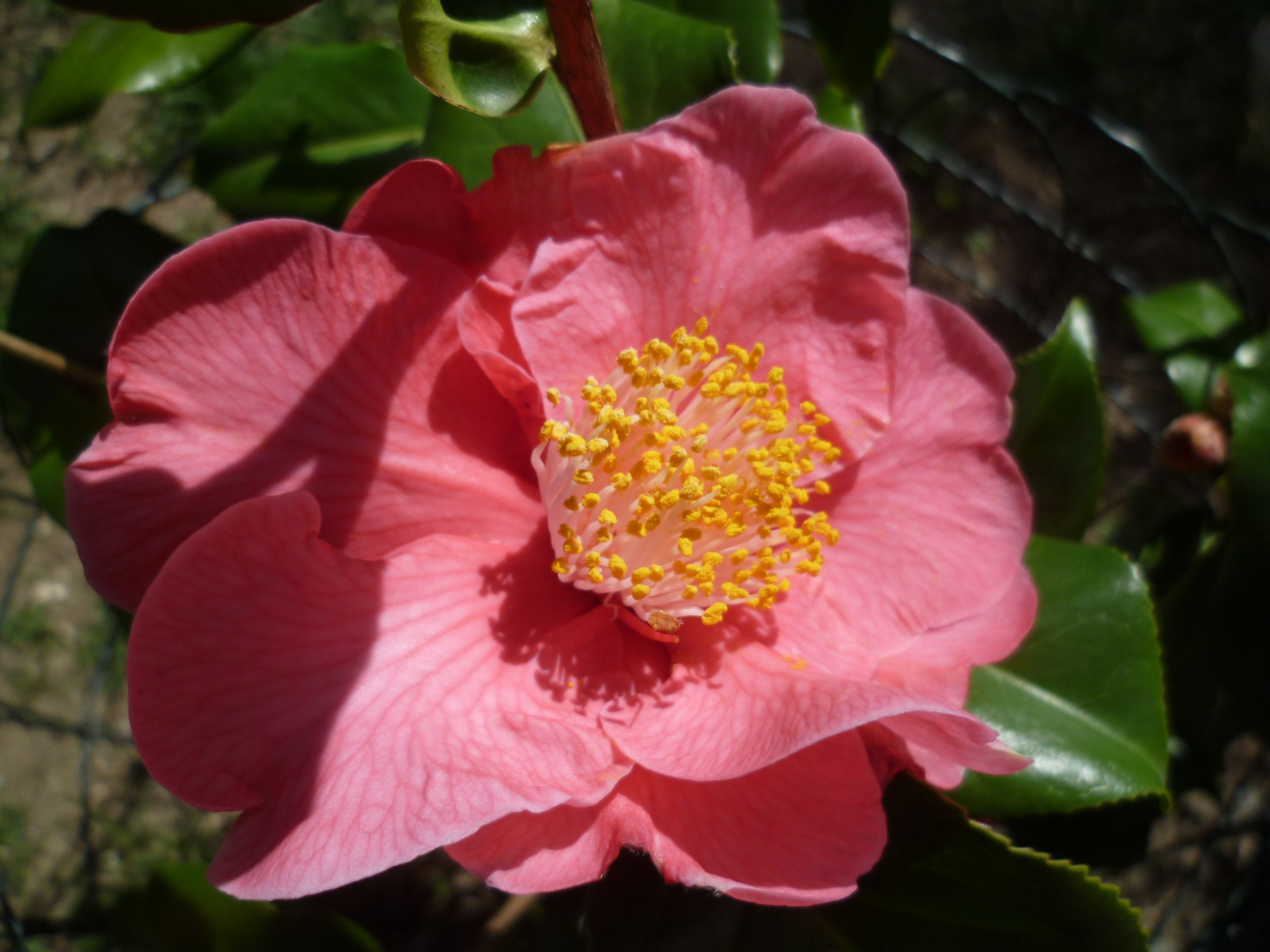 Fonds d'cran Nature Fleurs 