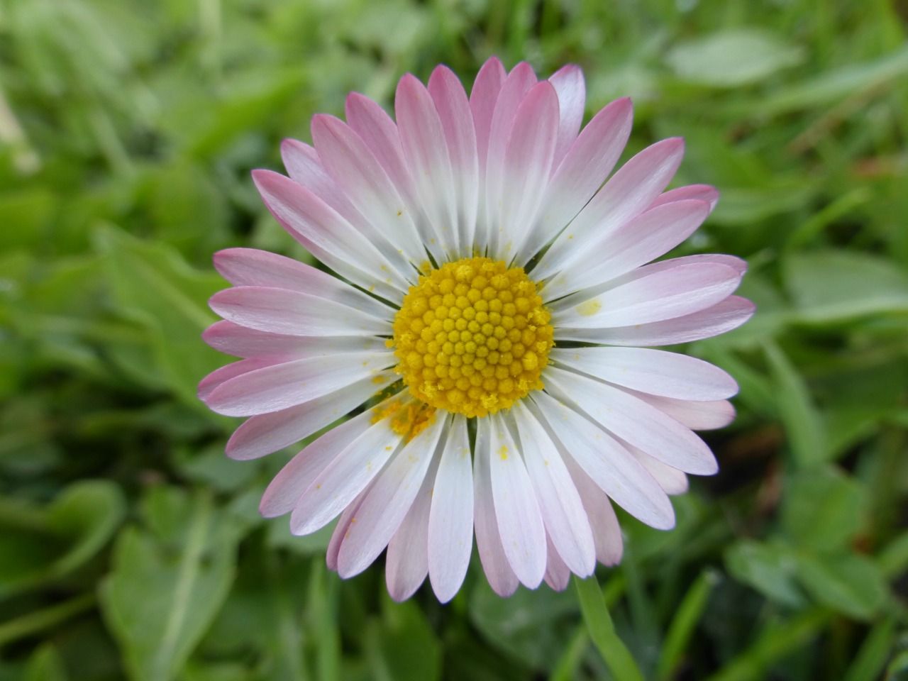 Fonds d'cran Nature Fleurs 