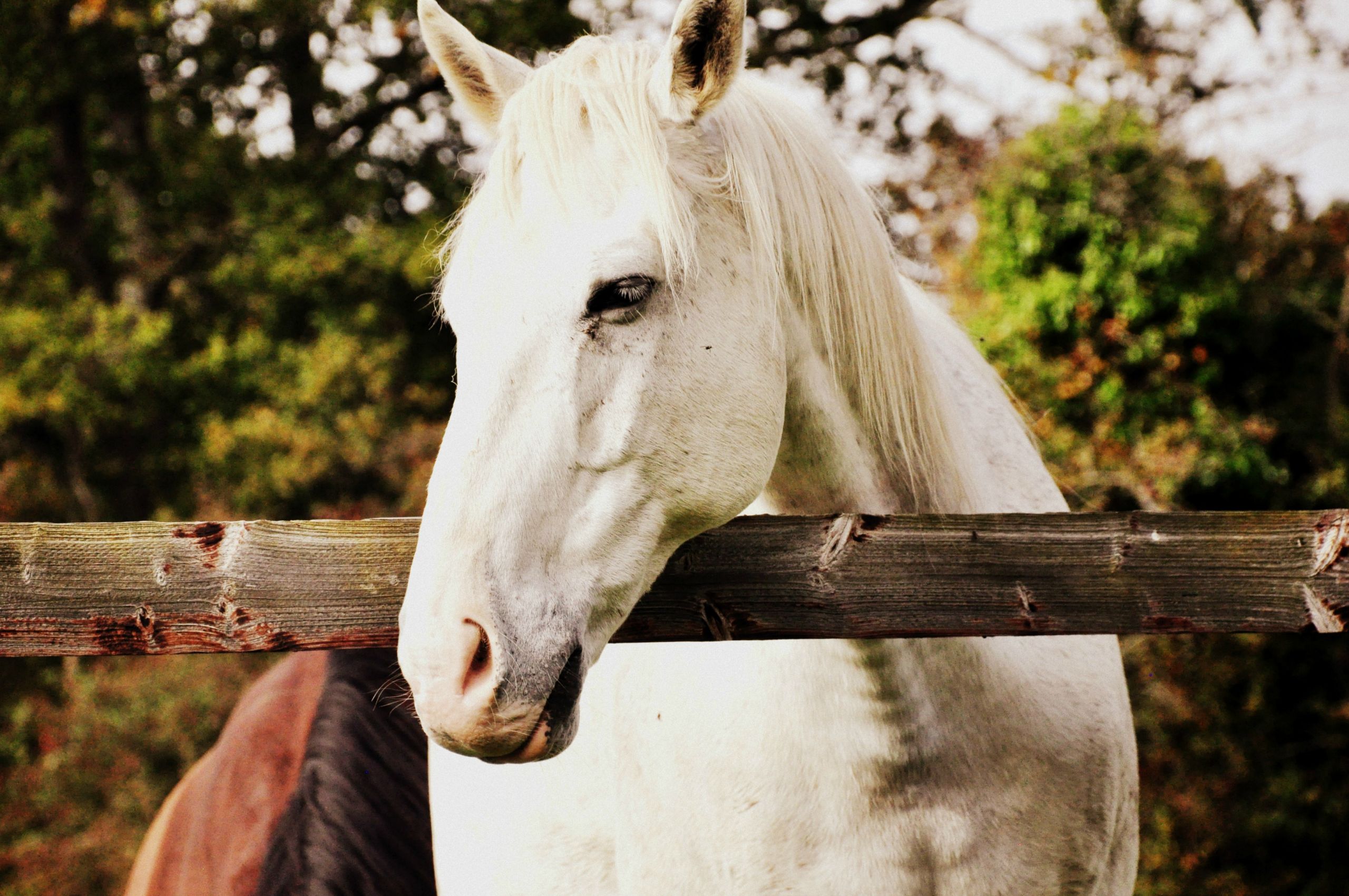 Fonds d'cran Animaux Chevaux Cheval hongre 