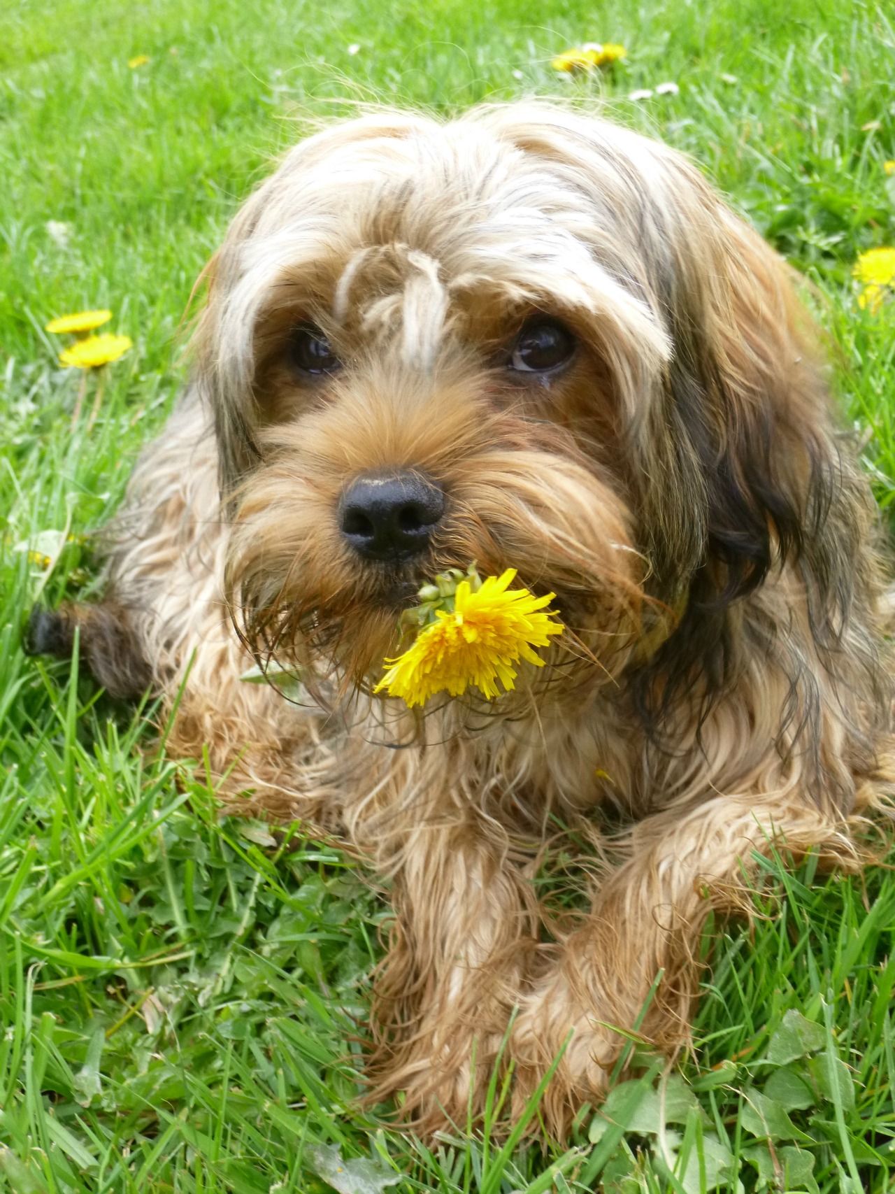 Fonds d'cran Animaux Chiens 