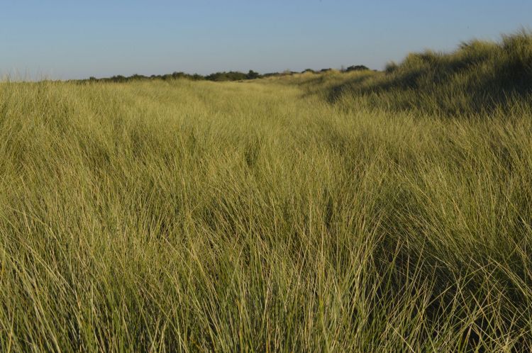 Fonds d'cran Nature Champs - Prairies Landes Bretonne