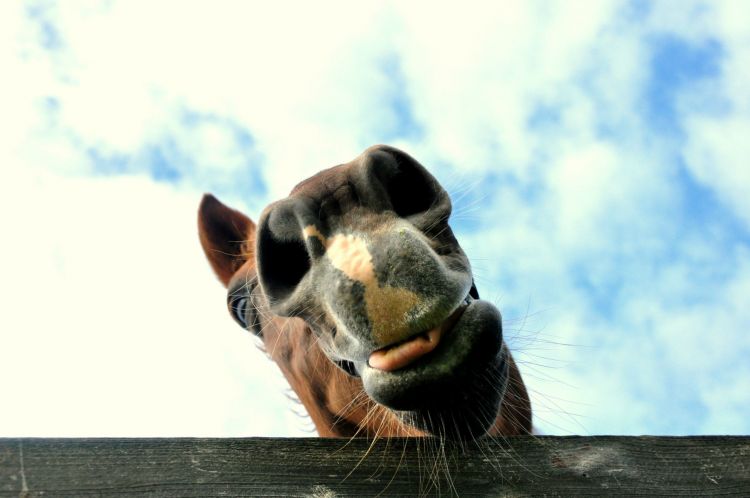 Fonds d'cran Animaux Chevaux Jument alezane