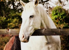  Animaux Cheval hongre 