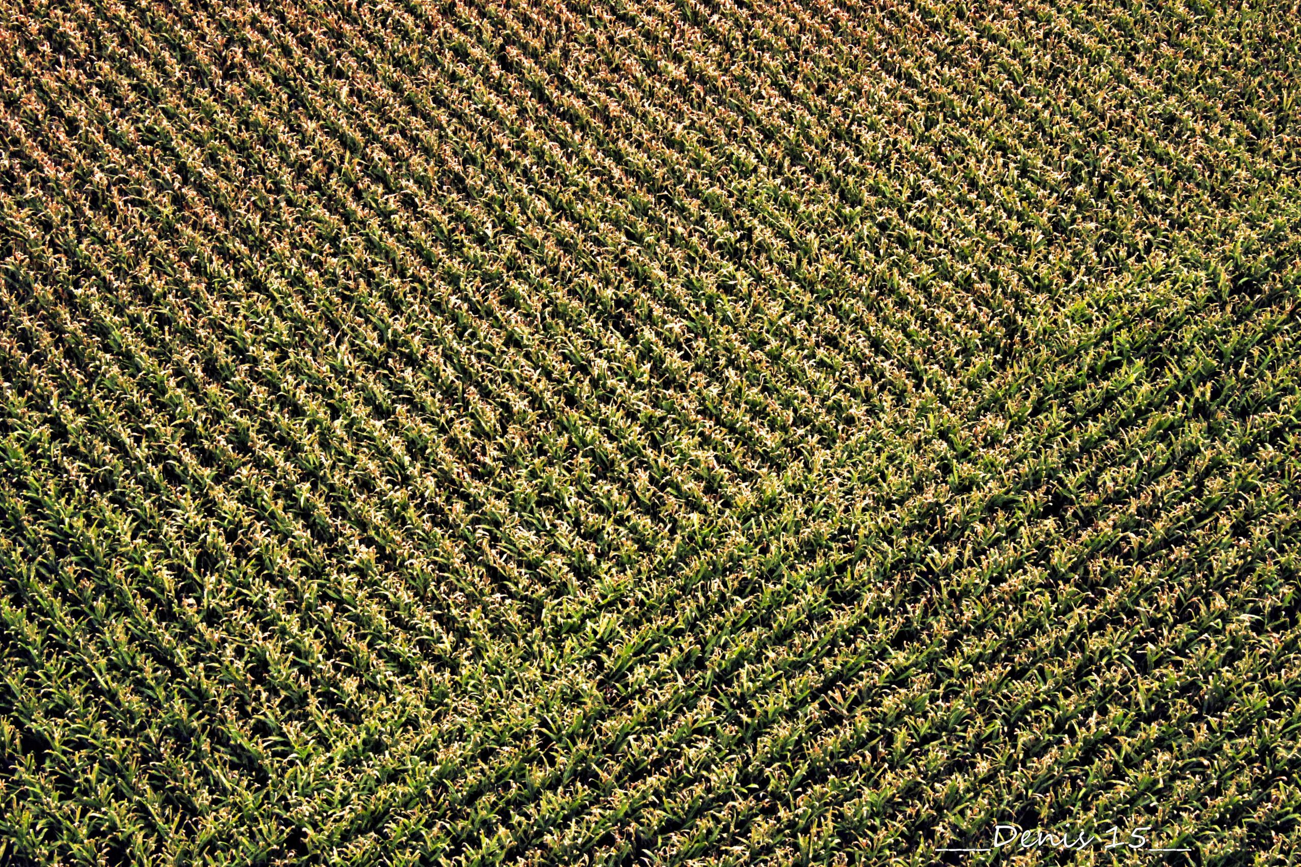 Wallpapers Nature Fields Petit tour en ballon au dessus des Flandres.