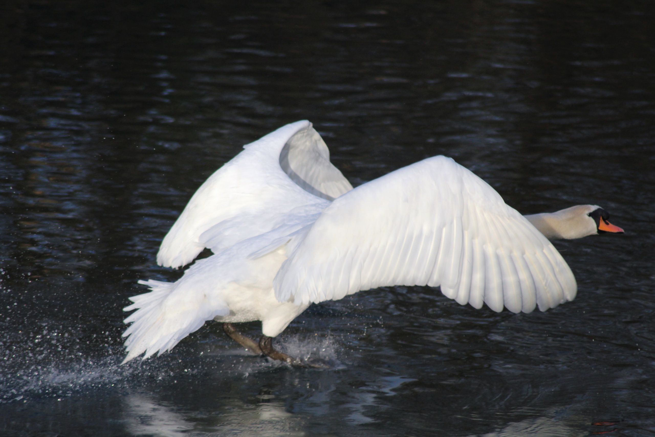 Wallpapers Animals Birds - Swans Arrivée parfaite