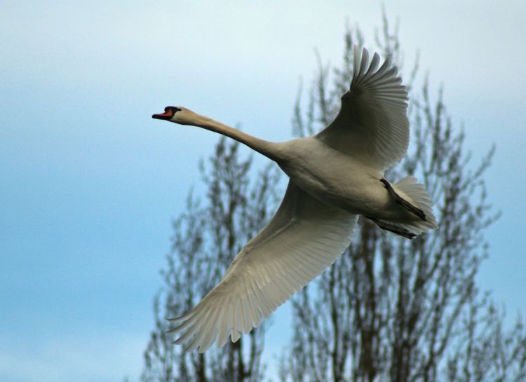 Wallpapers Animals Birds - Swans Cygne en vol