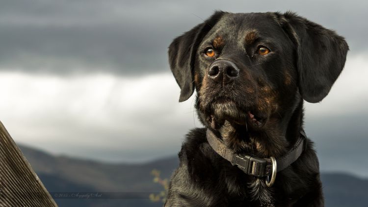 Fonds d'cran Animaux Chiens Regard de canid