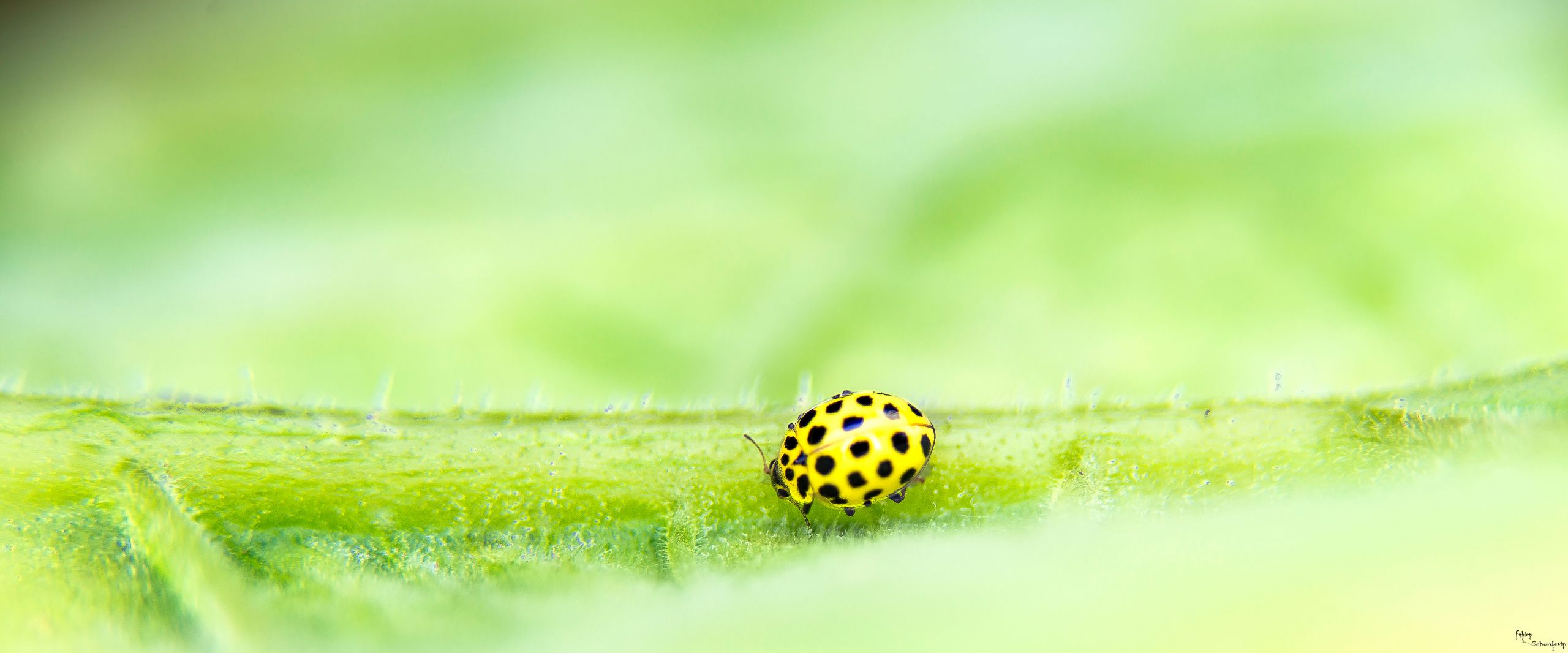 Wallpapers Animals Insects - Ladybugs 