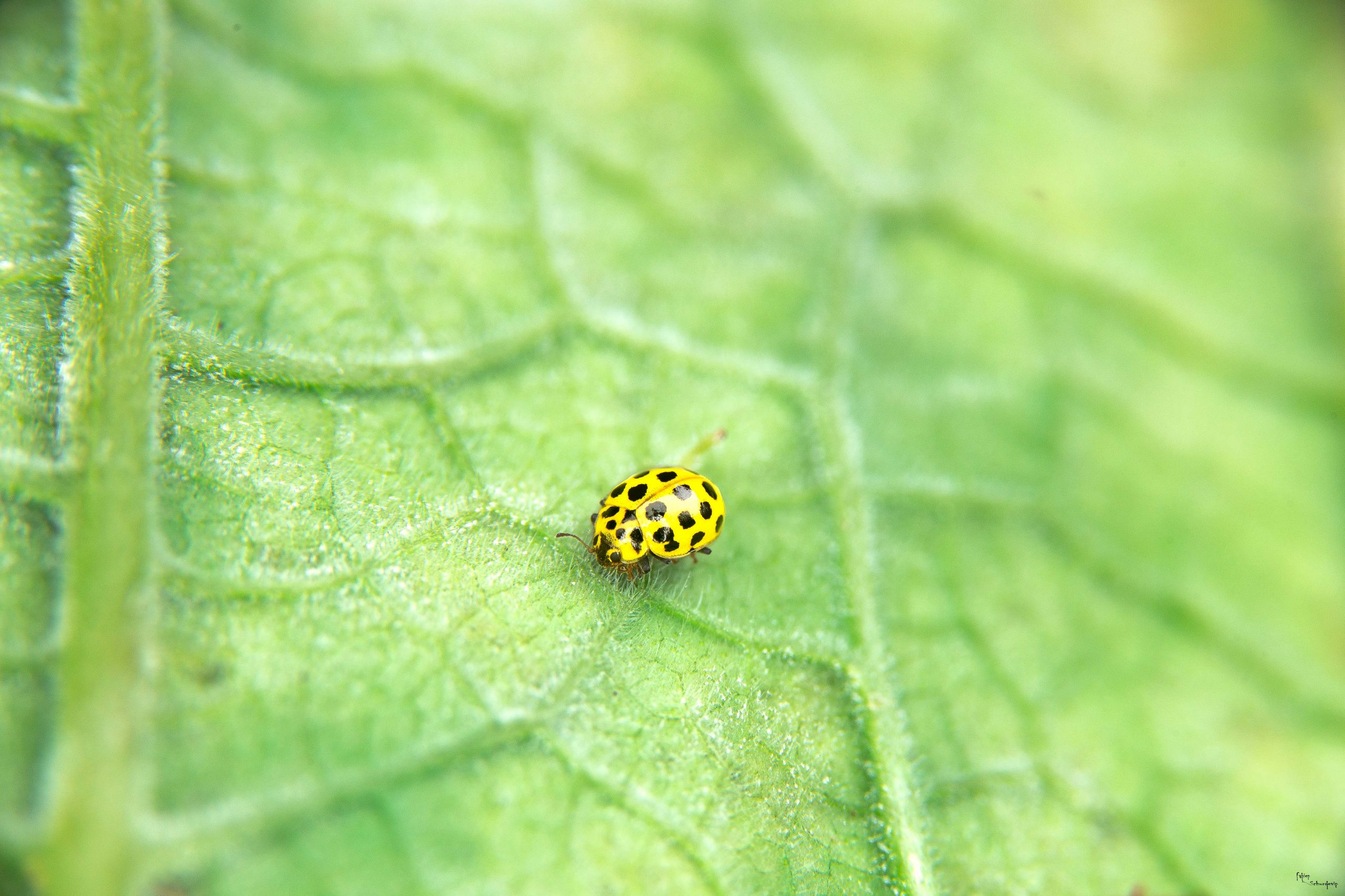 Wallpapers Animals Insects - Ladybugs 