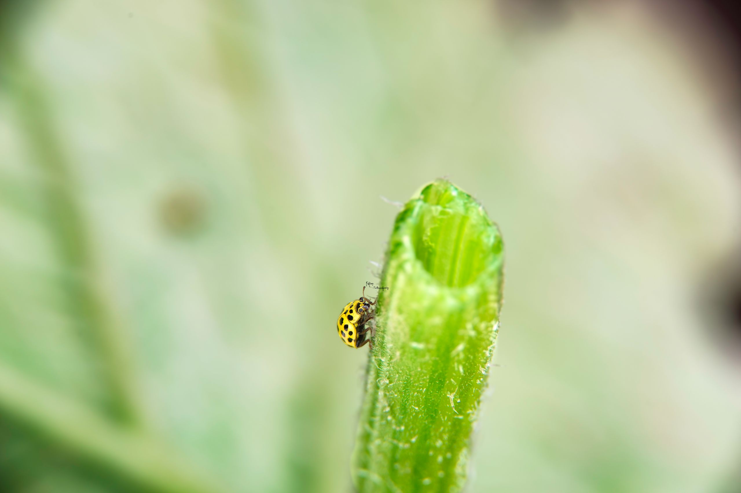 Fonds d'cran Animaux Insectes - Coccinelles 