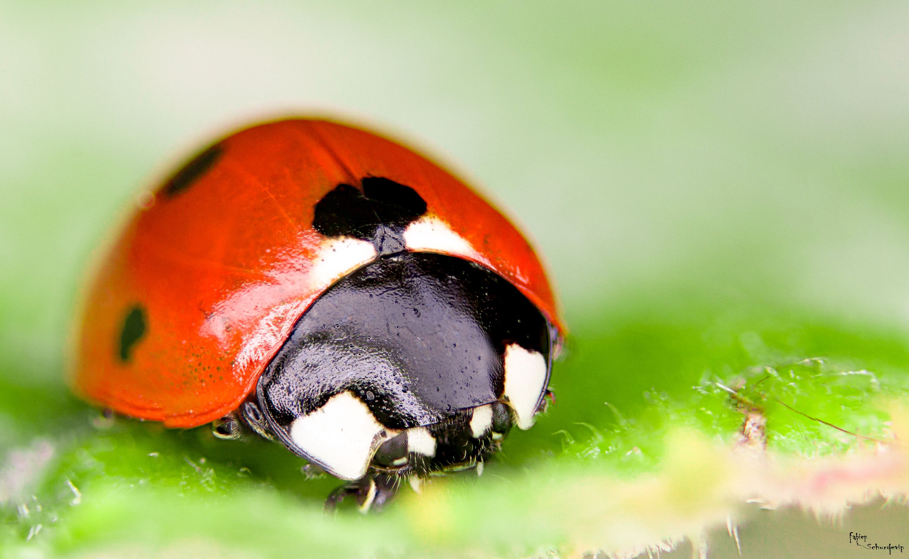 Fonds d'cran Animaux Insectes - Coccinelles 