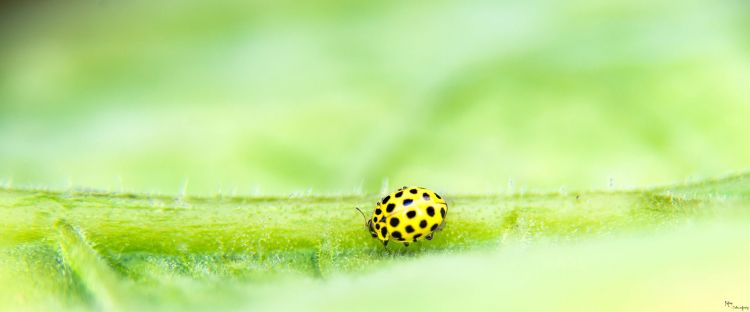 Wallpapers Animals Insects - Ladybugs Wallpaper N421104