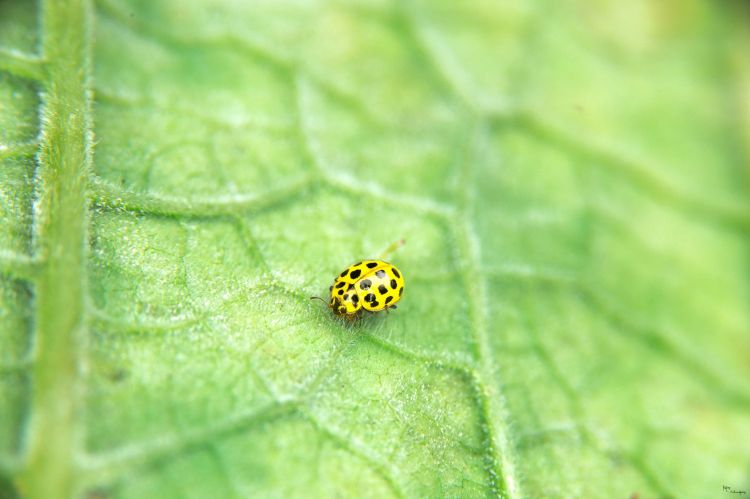 Fonds d'cran Animaux Insectes - Coccinelles Wallpaper N421109