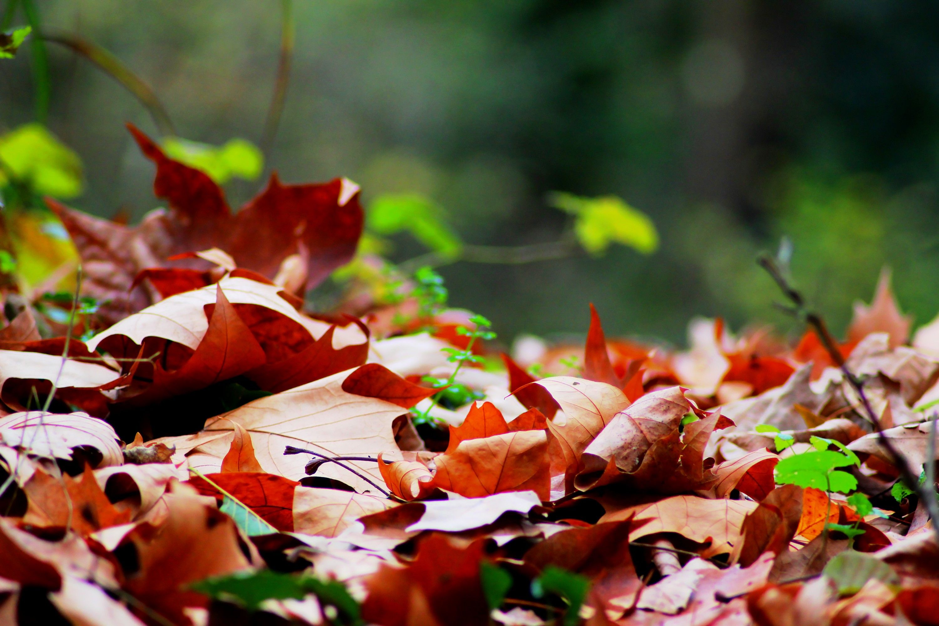 Fonds d'cran Nature Feuilles - Feuillages 