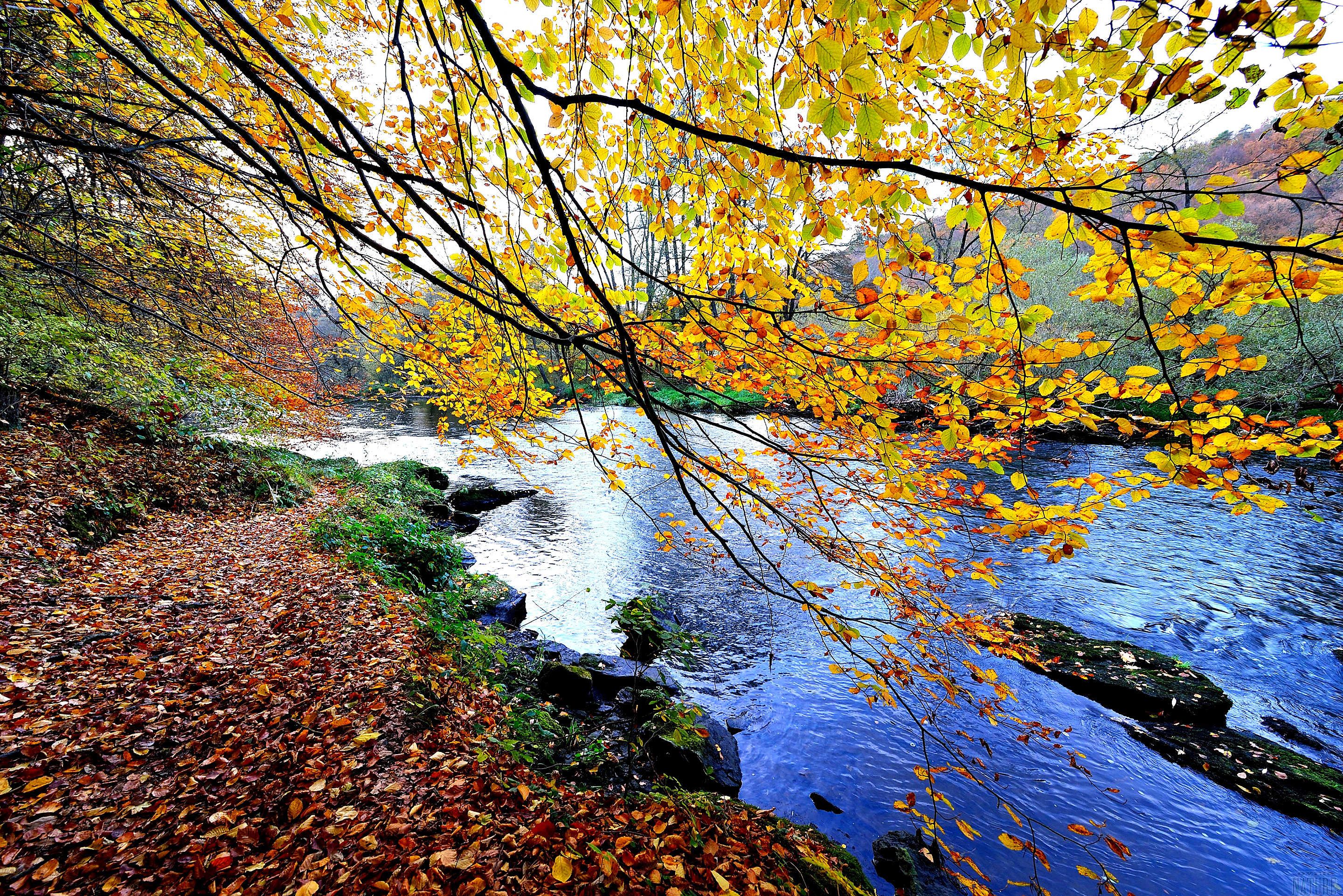 Fonds d'cran Nature Arbres - Forts 