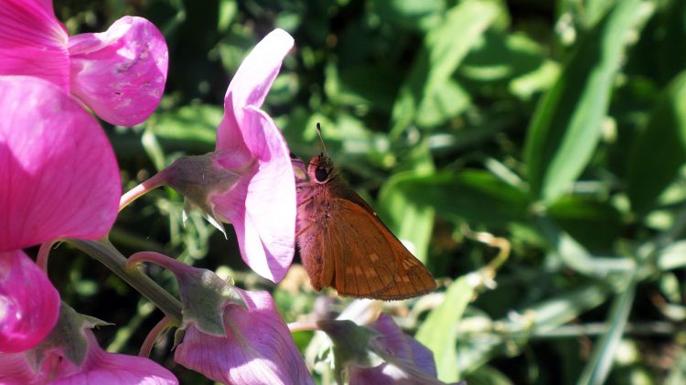 Fonds d'cran Animaux Insectes - Papillons Hésperie lumineuse