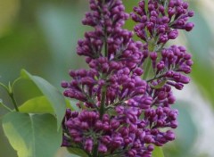  Nature Lilas