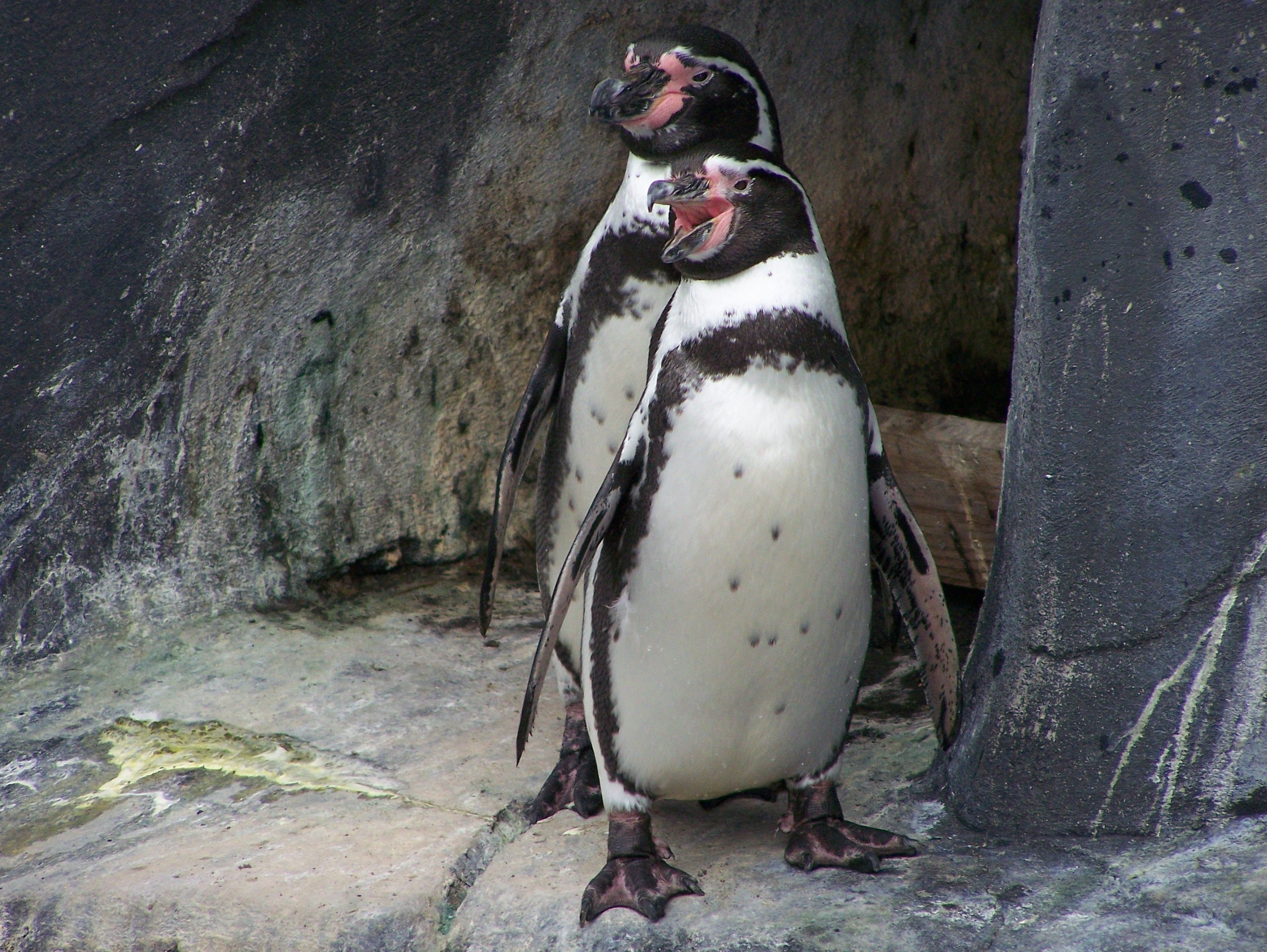 Fonds d'cran Animaux Oiseaux - Manchots 