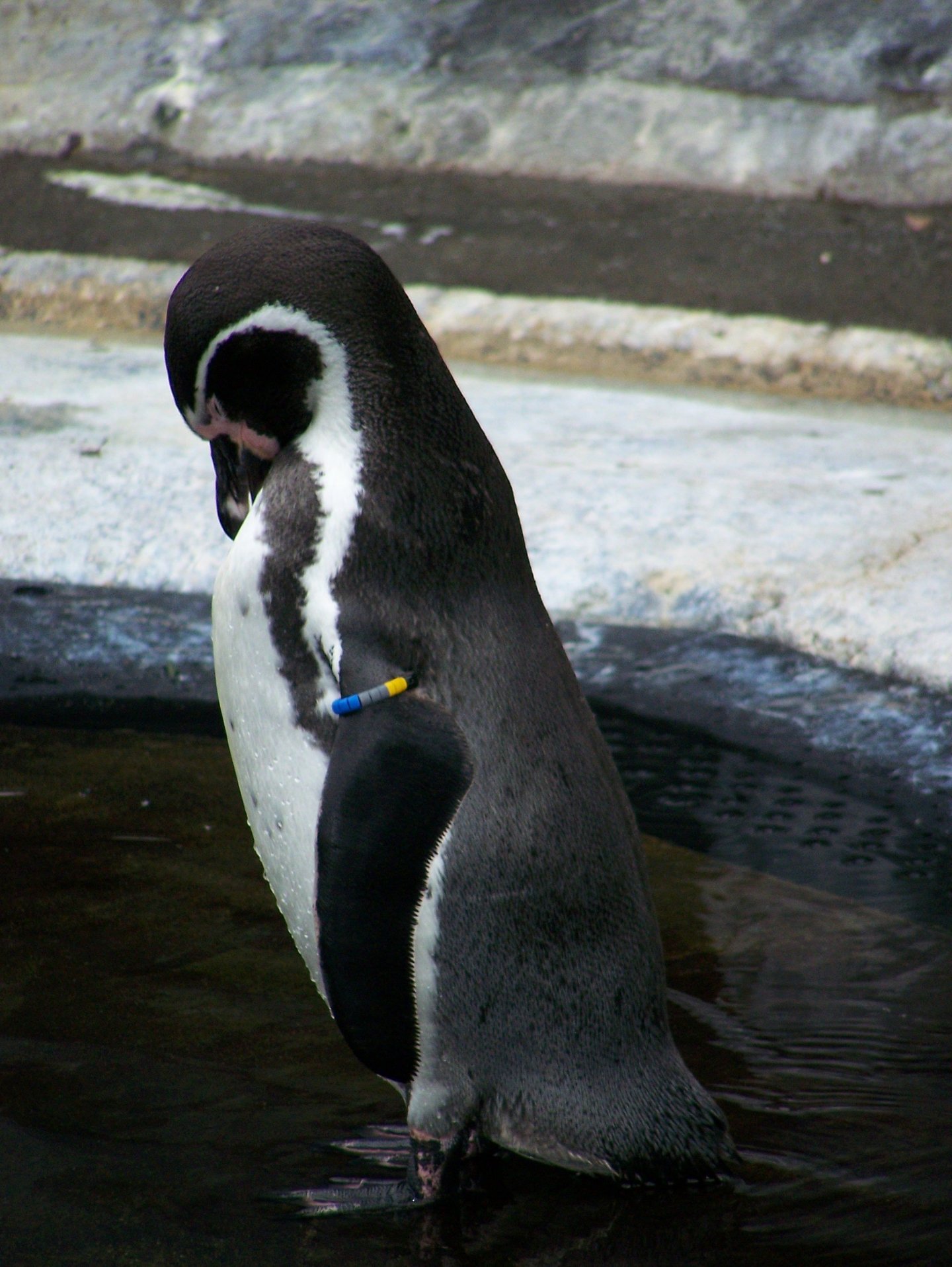 Fonds d'cran Animaux Oiseaux - Manchots 