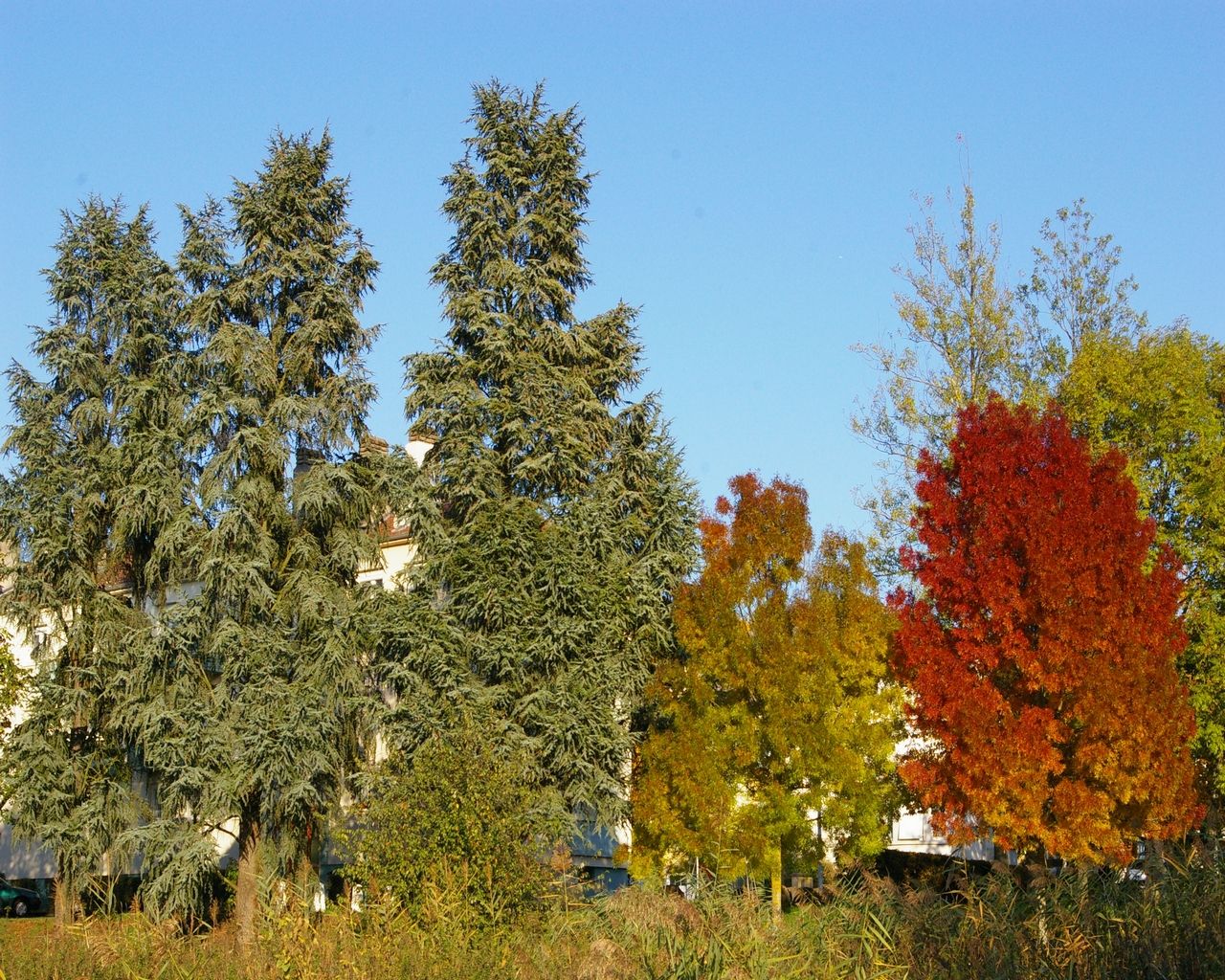 Fonds d'cran Nature Arbres - Forts 