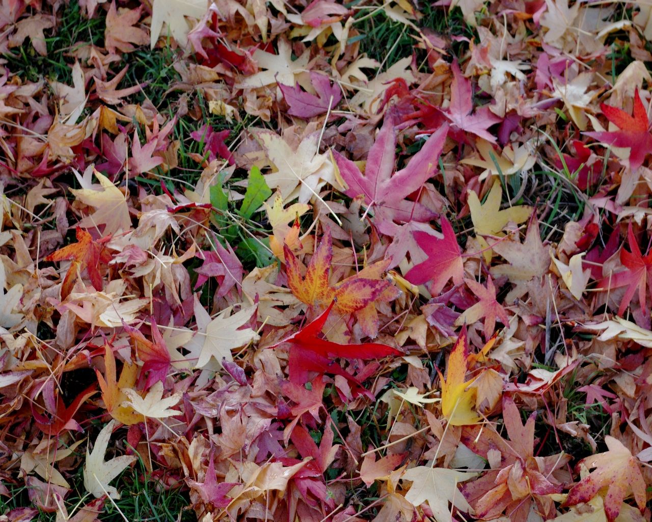 Wallpapers Nature Leaves - Foliage 