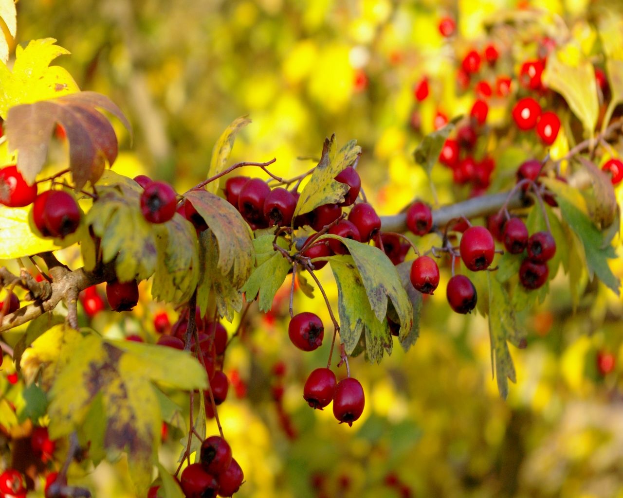 Fonds d'cran Nature Fruits 