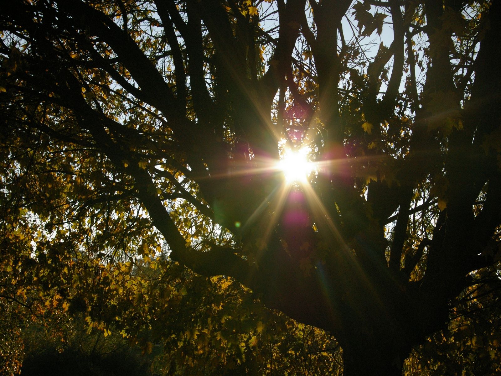 Fonds d'cran Nature Arbres - Forts 