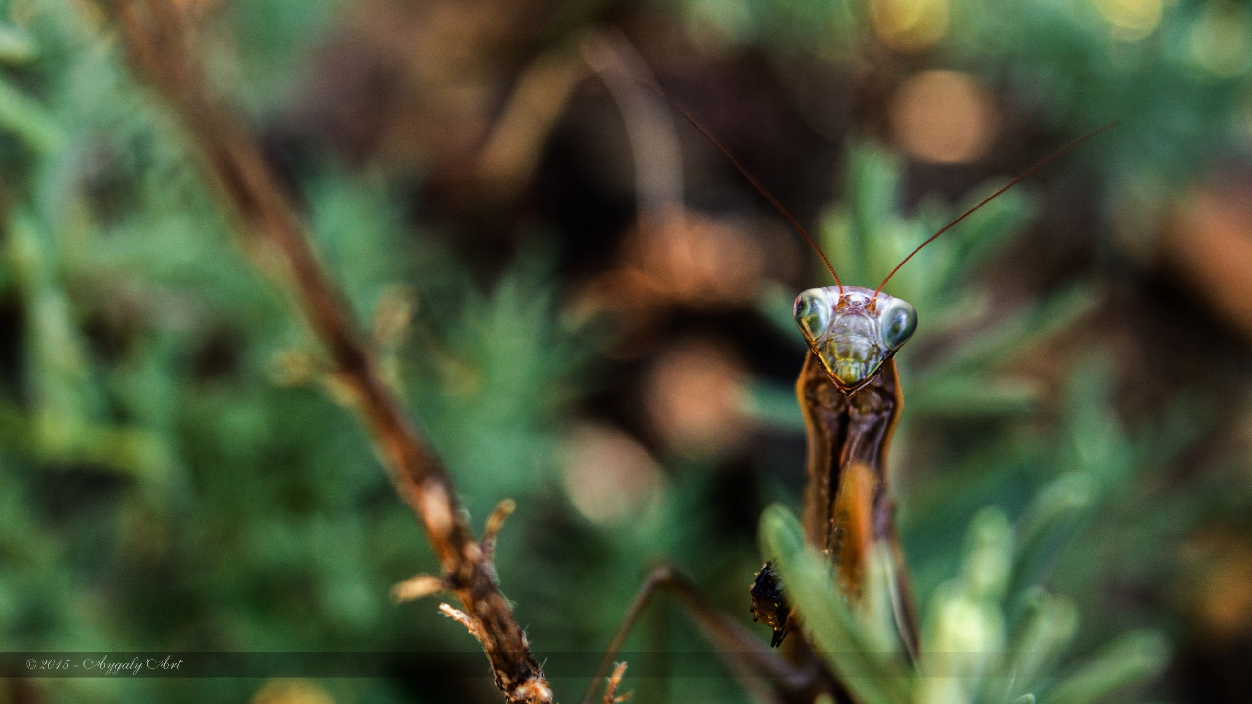 Fonds d'cran Animaux Insectes - Mantes Religieuse Coucou