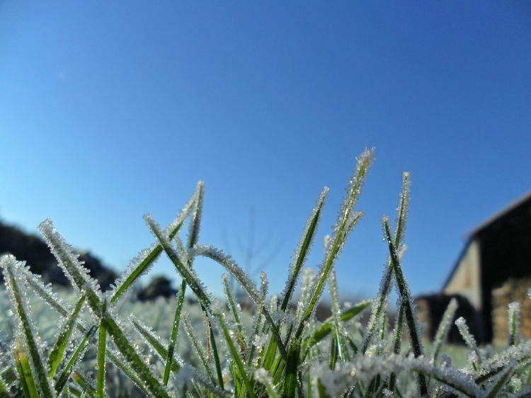 Fonds d'cran Nature Herbes Herbe de Glace