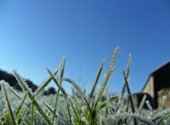  Nature Herbe de Glace