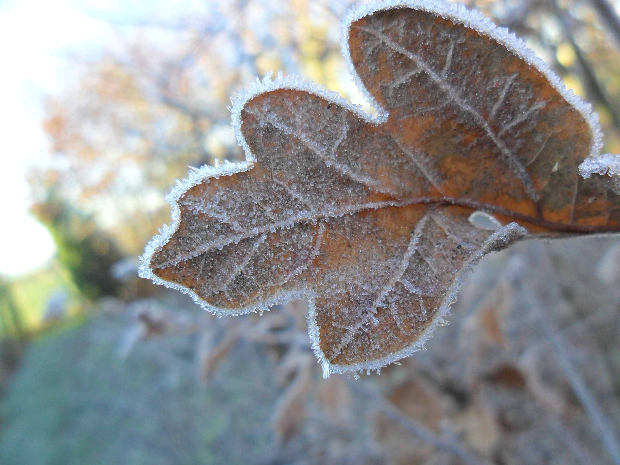 Fonds d'cran Nature Saisons - Hiver Givre 