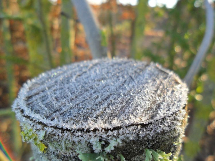 Fonds d'cran Nature Saisons - Hiver Givre 