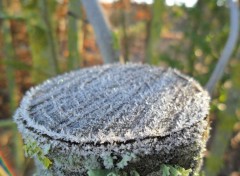  Nature Givre 