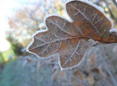  Nature Givre 