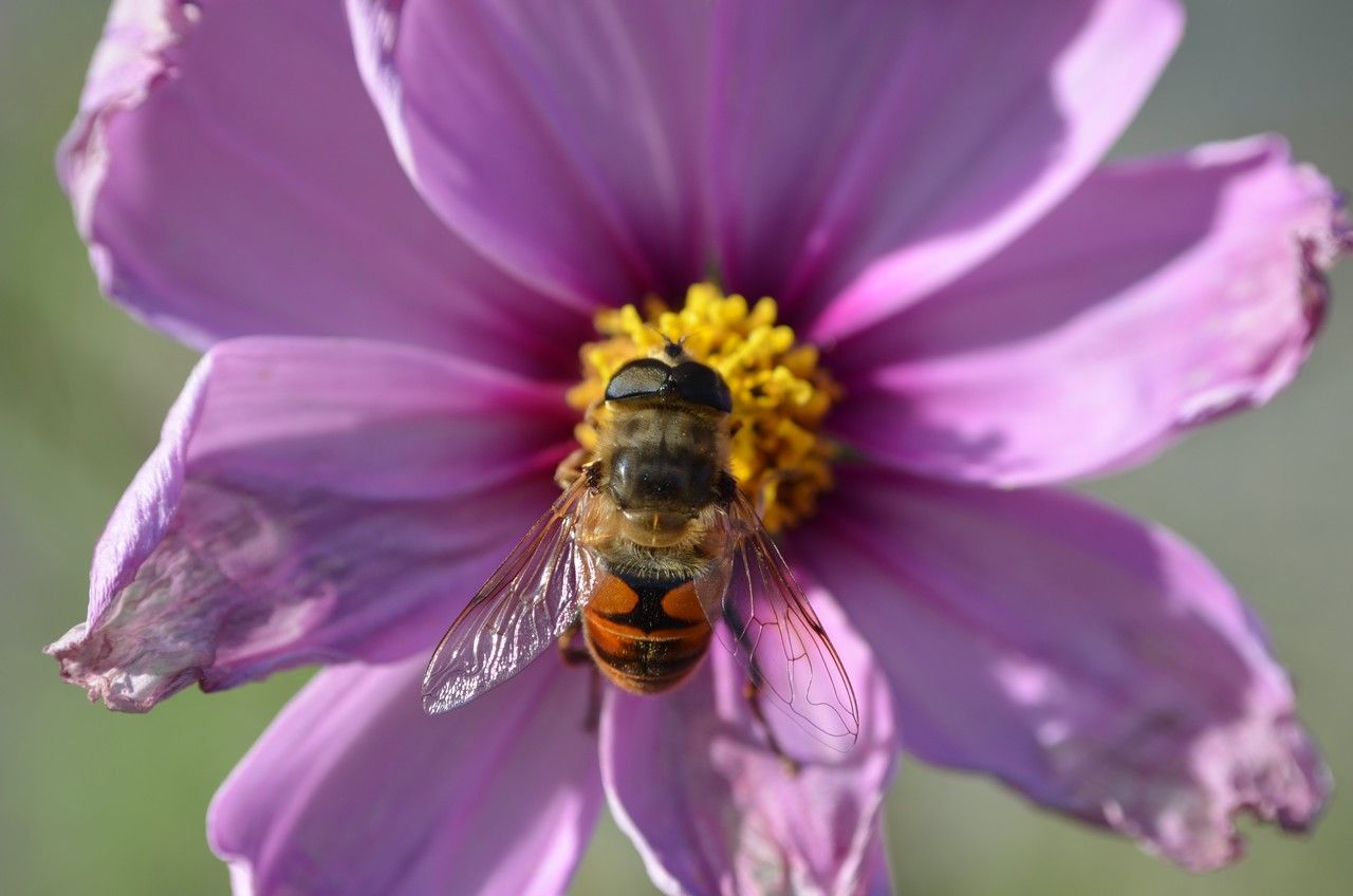 Fonds d'cran Animaux Insectes - Abeilles Gupes ... 