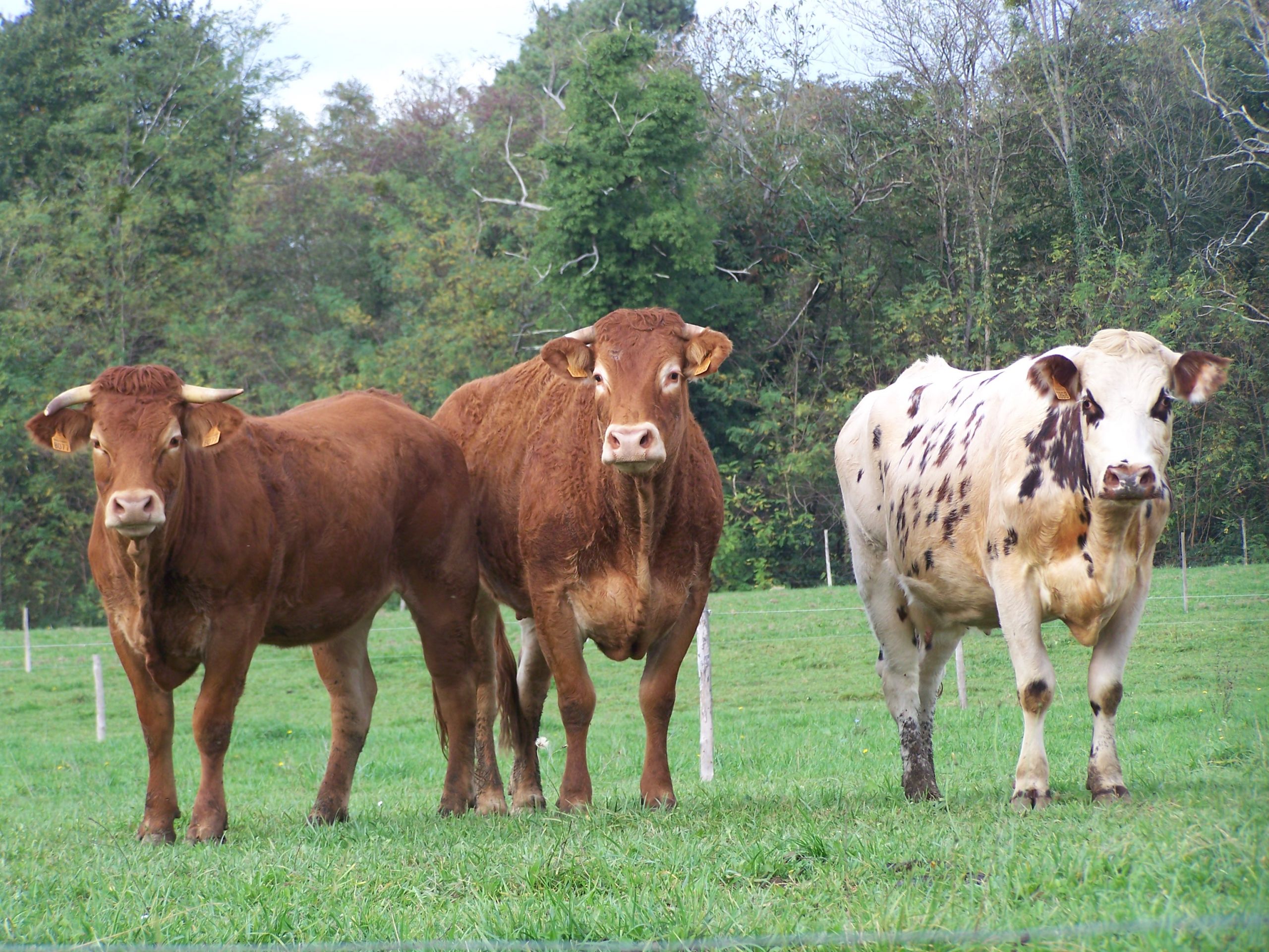 Wallpapers Animals Cows - Bulls - Beef Vaches, Saint-Pandelon, Landes