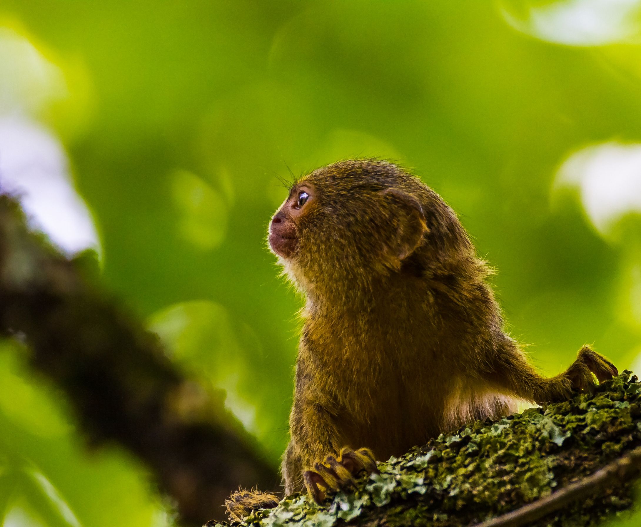 Fonds d'cran Animaux Singes 