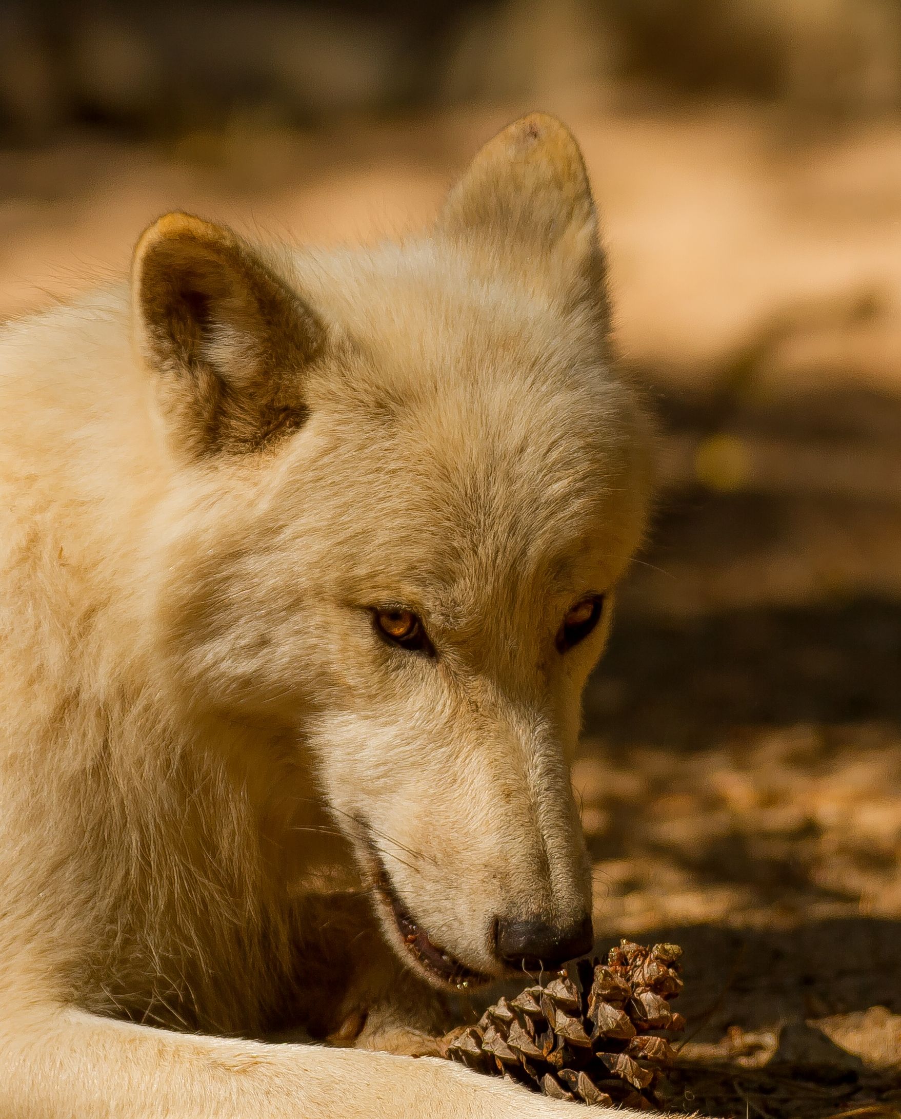 Wallpapers Animals Wolves 