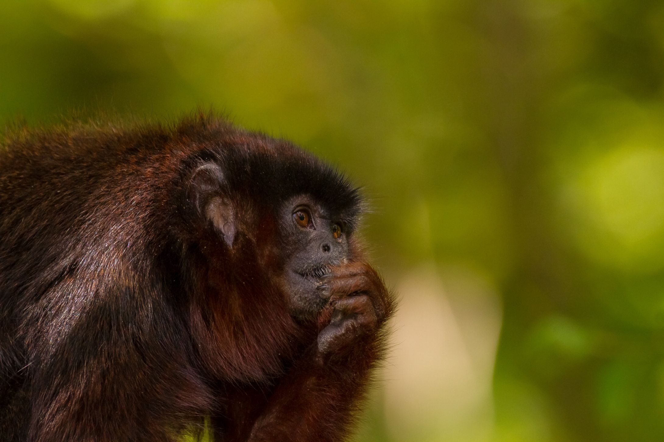 Fonds d'cran Animaux Singes 