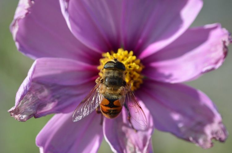 Fonds d'cran Animaux Insectes - Abeilles Gupes ... Wallpaper N421637