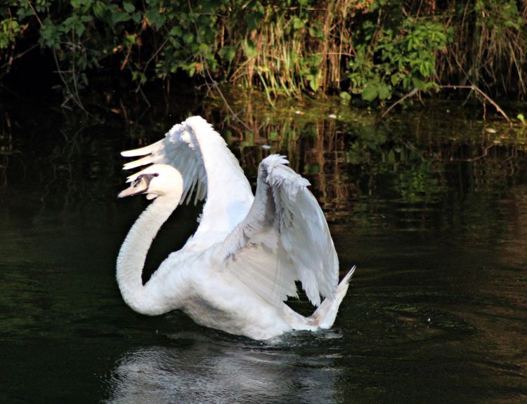 Wallpapers Animals Birds - Swans Sa Majest le Cygne